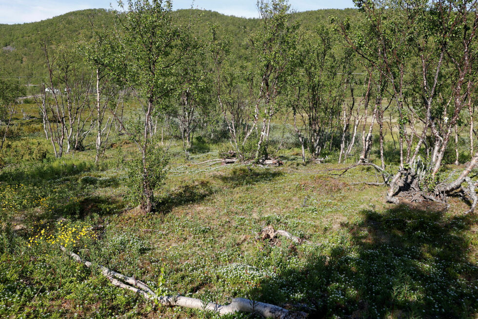 Den avdøde Marcus Unsal ble funnet drept i dette området ved Smalfjordvannet i Tana. Dom i saken er nå falt.
 Foto: Politiet