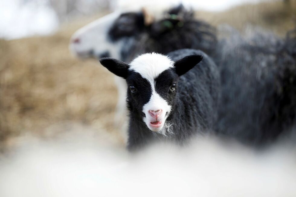 Den­ne søtnosen var nys­gjer­rig på fo­to­gra­fen. Foto: June He­lén Bjørn­back