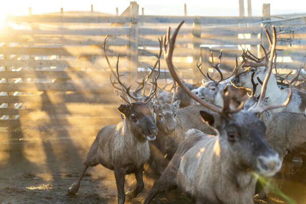 Finnmark fylkeskommunes høringsuttalelse om ny reindriftslov: