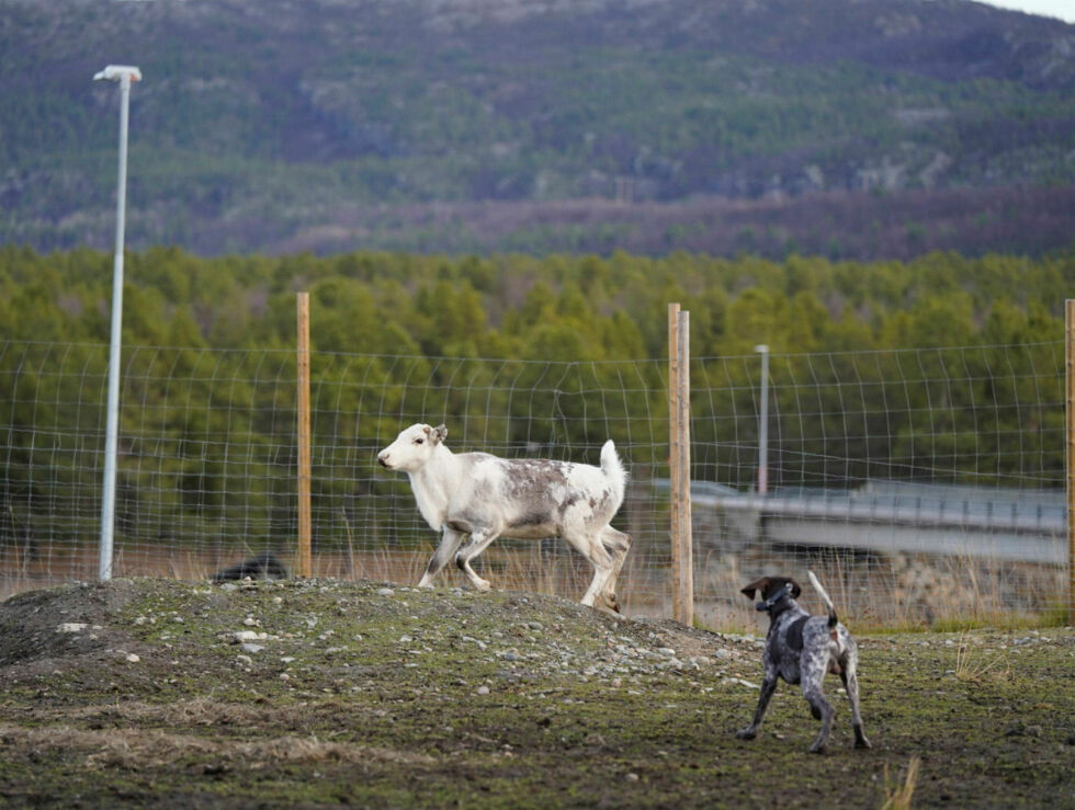Illustrasjonsfoto fra kontrollert aversjonsdressur av hund på inngjerdet område.
 Foto: Privat