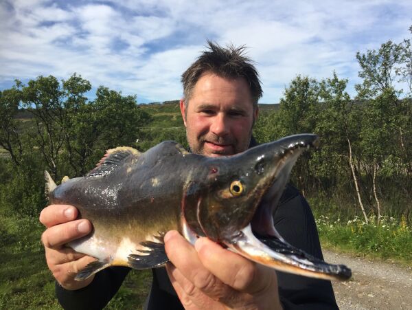 Pukkellaks-problemene ble som fryktet