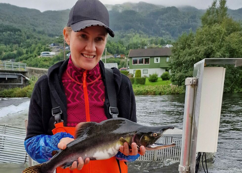 – Vi gjør dette for å gi oss et større grunnlag for å kunne si noe vitenskapelig om risikoen for vellykkede krysninger og overlevelse, sier genetikkforsker Monica F. Solberg ved Havforskningsinstituttet om forskningen knyttet til pukkellaks.
 Foto: Per Tommy Fjeldheim/HI