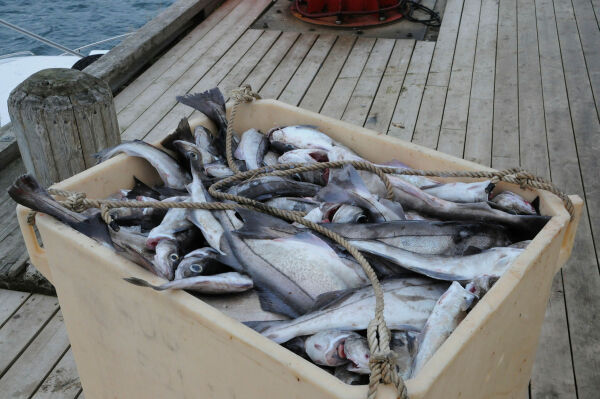 Åpner for hysefiske