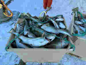 Nytt miljømerke for fisk