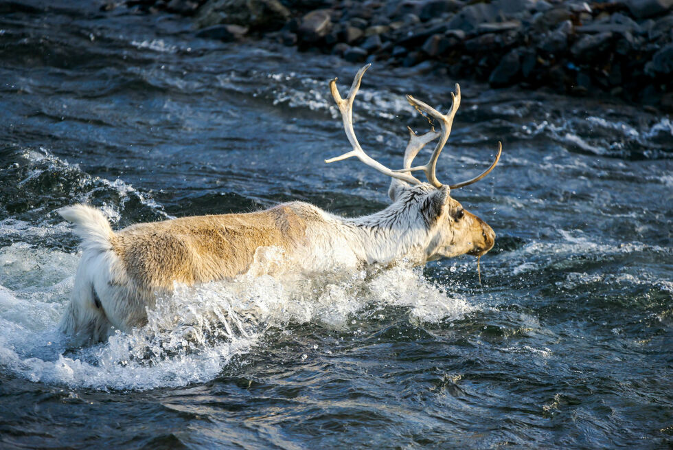 Reinen vender tilbake til Magerøya for å være på sommerbeite.
 Foto: Jon Andre Brynjulfsen Lundal