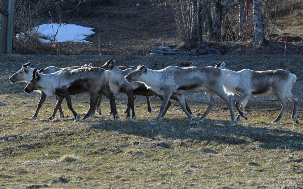 Illustrasjonsfoto: Steinar Solaas