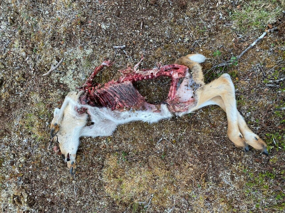 Sånn ser det ut etter bjørnens herjinger under kalvinga, det er brutalt.
 Foto: Anders Nils Kl. Eira