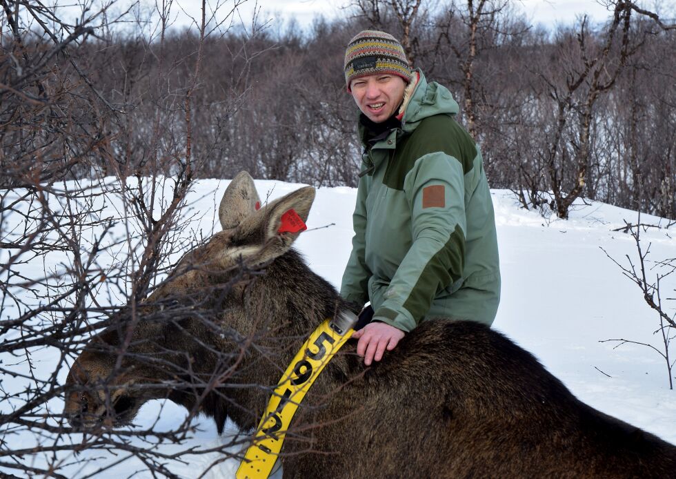 Rolf Rødven håper elgjegerne holder igjen på avtrekkeren når de ser elg med klaver. Nå er det flere dyr også i Porsanger som er utstyrt med klaver.
 Foto: Torbjørn Ittelin