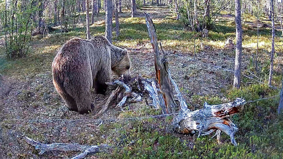 Hårfellene gir verdifull kunnskap om bjørnens bevegelser. Bildet er fra prosjektet i Karasjok.
 Foto: NIBIO/Jan Helmer Olsen