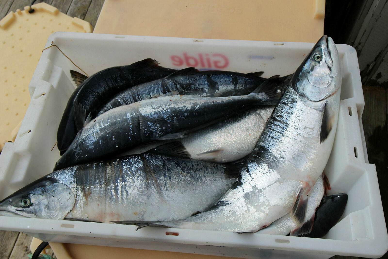 Will take humpback salmon with a specially designed wedge groove