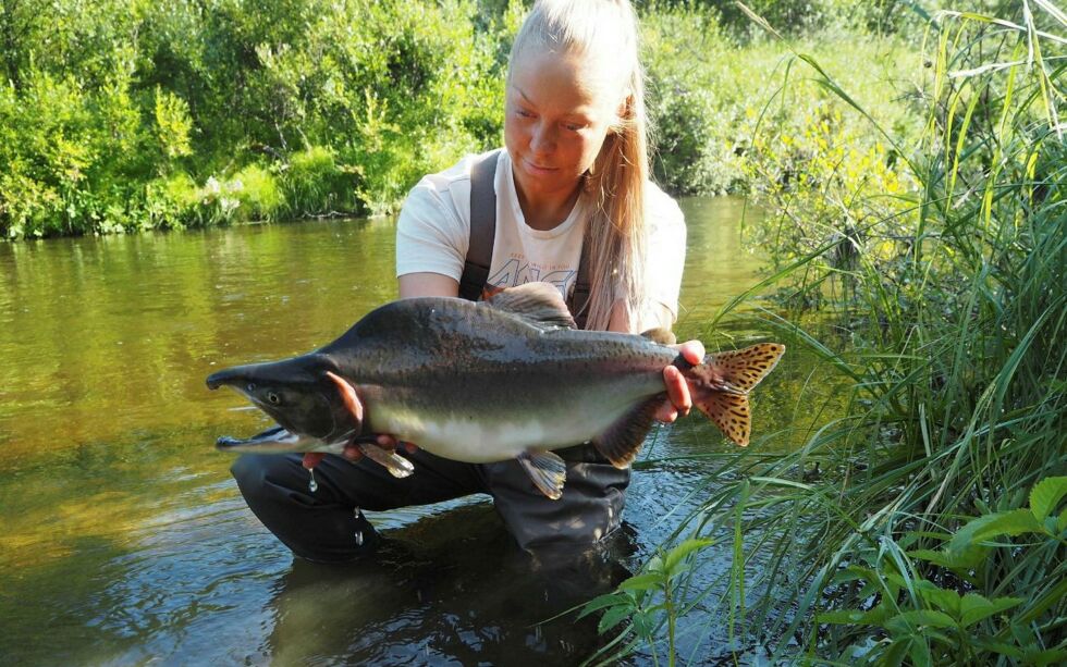 – Vi har tatt ut ekstreme mengder pukkellaks i Vesterelva de siste ukene, forteller Regine Mathisen i Nesseby Herreds jeger- og fiskerforening. Nå har foreningen valgt å stenge deler av elva for fiske.