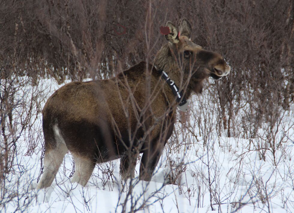Torsdag 25.april er siste mulgihet for å søke om elgjakt i Finnmark. Trekningslista blir publisert 10.mai.
 Foto: Torbjørn Ittelin