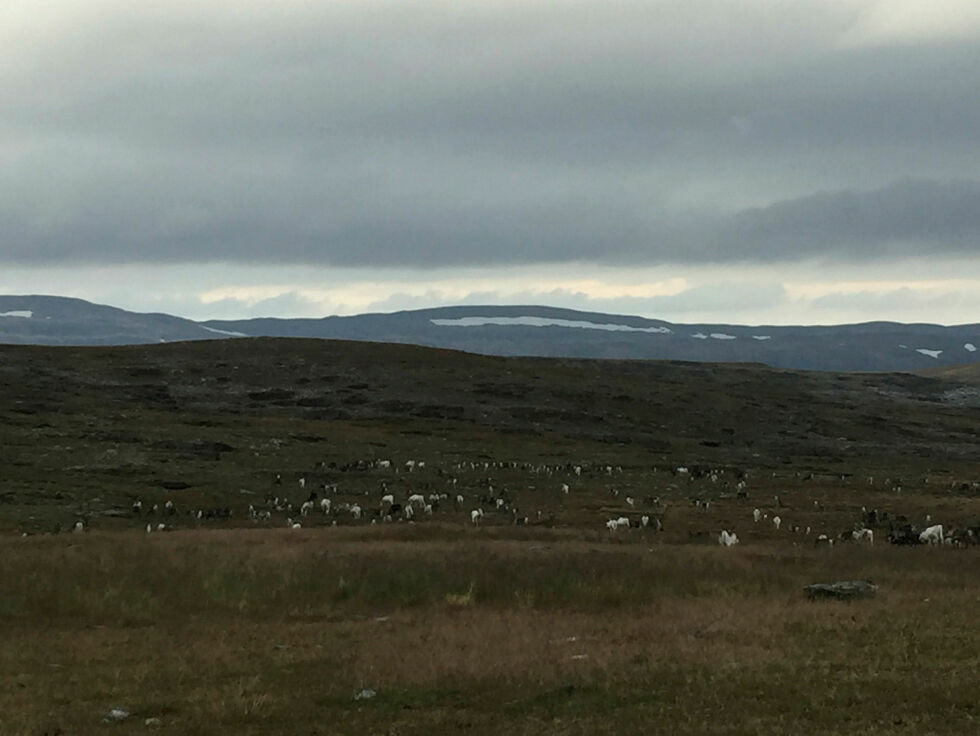 Skarvberget vindkraftanlegg planlegges i beiteområdet til Skuohtanjárgga siida i reinbeitedistrikt 16.
 Foto: Irene Andersen