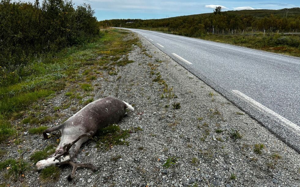 En av rundt 80 rein som ble påkjørt i løpet av juni og juli.
 Foto: Irene Andersen