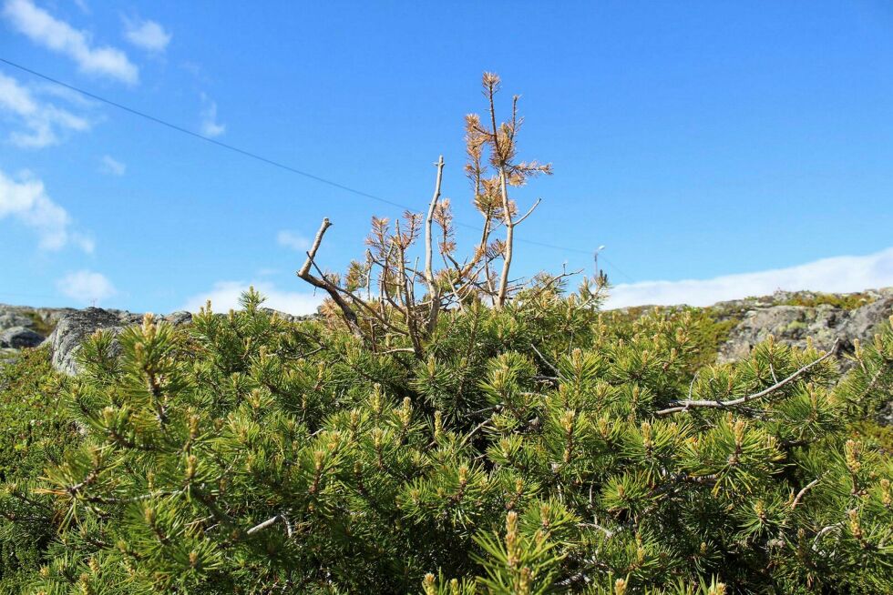 Den­ne fu­rua er til­delt dron­ning­tit­te­len, den har for­vil­let seg til lyng­mar­ke­ne ved Bug­øy­nes, og er fro­dig. Men vind, vær og ter­reng be­stem­mer høy­den, det­te vok­se­ste­det er for­met slik at alt som vok­ser ikke blir høy­ere enn det er for­svar­lig, der­for er topp­grei­ne­ne og tre­top­pen fri for nå­ler. FOTO: RAN­DI IRE­NE LO­SOA