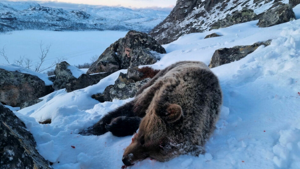 Denne bjørnen ble skutt ved Jarfjord torsdag kveld, og ble den andre som er avlivet i samme område på to dager.
 Foto: SNO