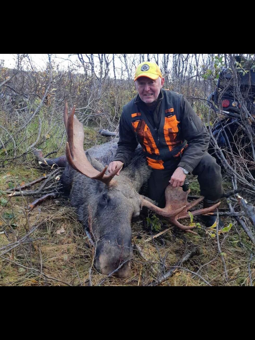 311 kilo veide denne oksen som Hans Lund felte i Vesterbukt elgvald i Tana. 
Foto: Marianne Prytz Lund