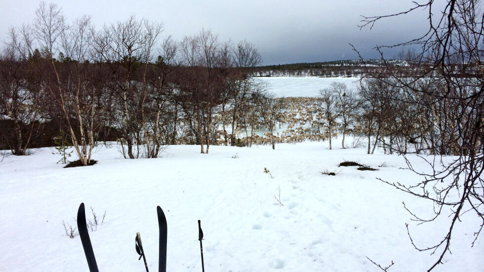 Reinflytting Dilljávre, Stabbursdalen
 Foto: Arkiv
