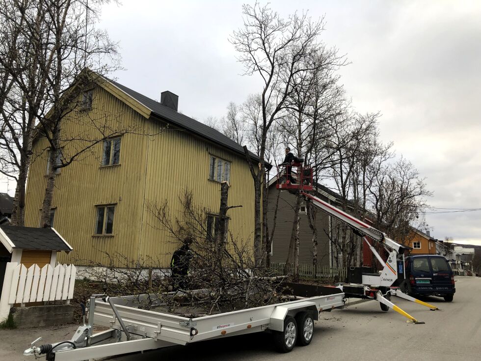 De gamle trærne i Pasvikveien var blitt så store og delvis skadd at eieren fant det mest formålstjenlig å kappe dem. Vi ser Robert Wille opp i liften.
 Foto: Halllgeir Henriksen