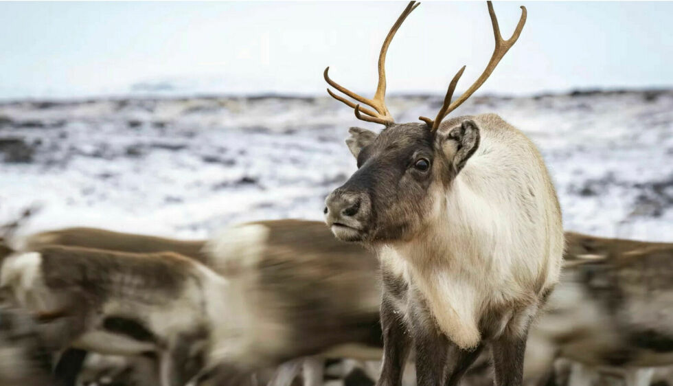 – Det kan se ut til at dårlig is fører til at samspillet mellom reindriftssamene og reinene blir svekket ved at reindriftssamene ikke kan tilby reinene sine friskt nytt beite, sier Danielsen.
 Foto: Cecilie Bergan Stuedal