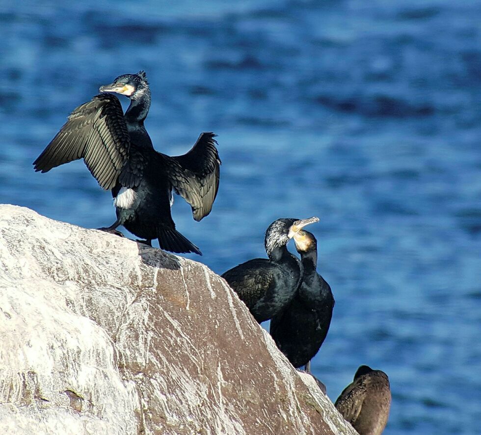 Storskarv.
 Foto: Martin Eggen/BirdLife Norge