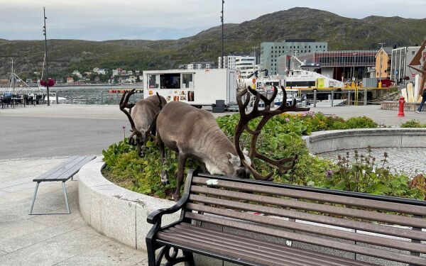  Reinplagene i Hammerfest