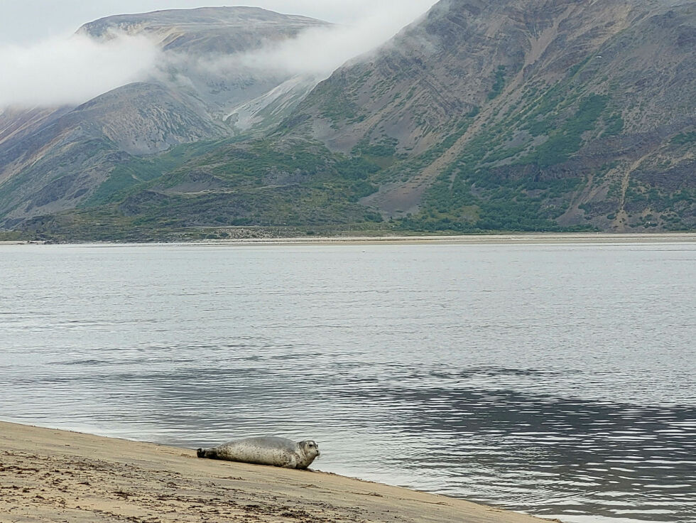 Kobba har vært fredet i området siden Tanamunningen ble naturreservat for 30 år siden.
 Foto: Therese N. Andersen