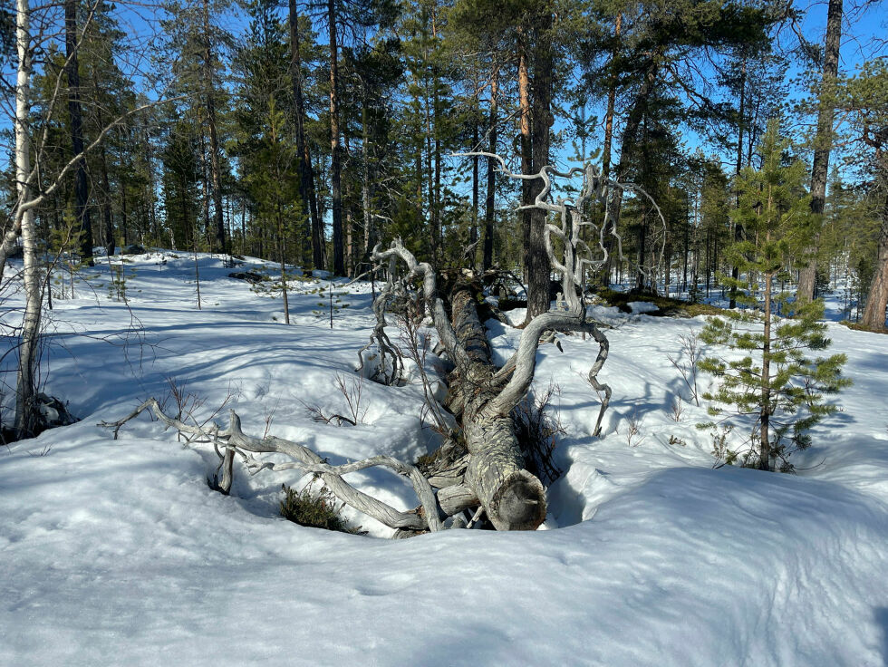 – Økt tra­fikk i ube­rørt natur som det­te til­ta­ket vil sti­mu­lere til, vil øke brann­fa­ren i vin­ter­beite­land og ube­rørt natur, mener reinbeitedistriktet.
 Foto: Birgitte Wisur Olsen