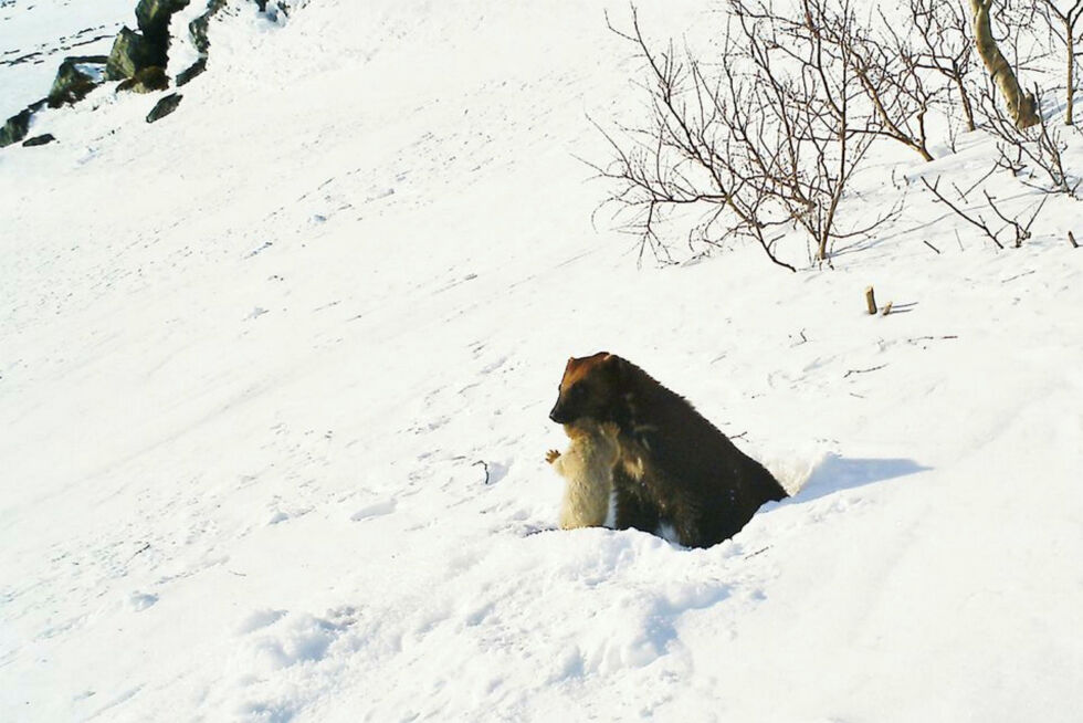 Jervetispe flytter på valp.
 Foto: Statens naturoppsyn (SNO)