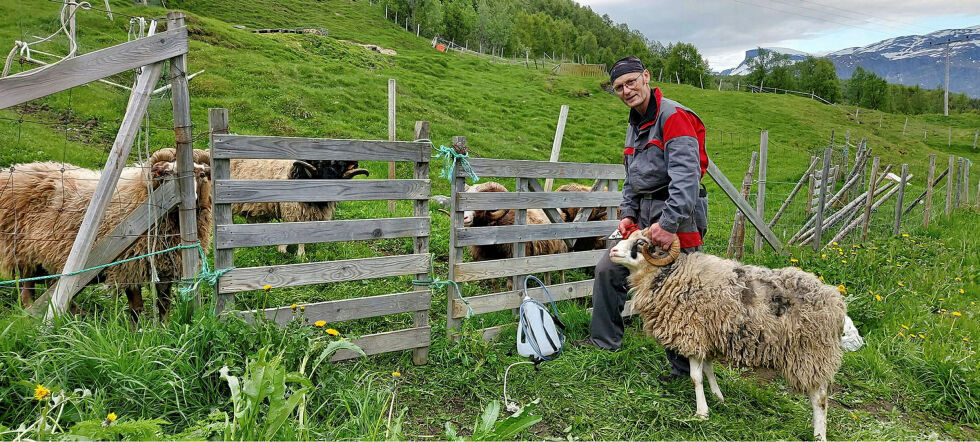 Per Molund satser sammen med kona Dagrun på økologisk sauehold i Gratangen i Sør-Troms.
 Foto: Molunds småbruk