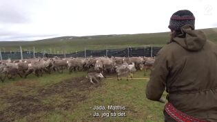 Søringen & samen