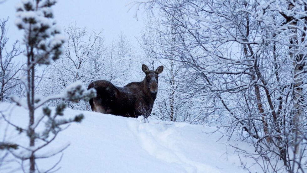 Elgen er veldig svake nå for tiden. Derfor advarer Myrmel folk mot å oppsøke dyra. Arkivfoto: June Helén Bjørnback
