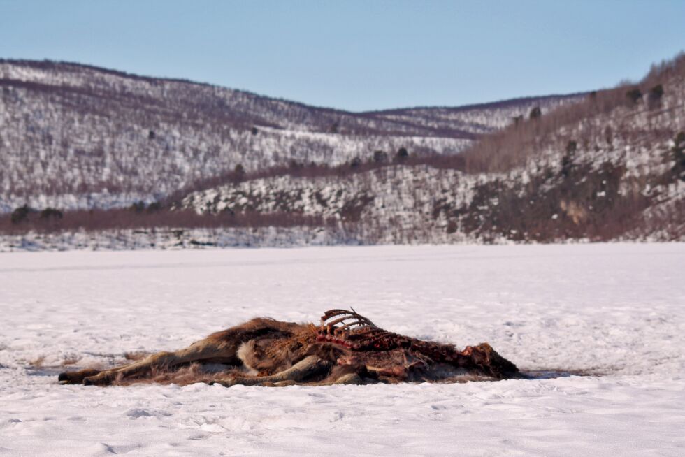 Storbamsen har forsynt seg, og kadaveret gir mat til mange andre av skogens innbyggere i Váljokdalen.
 Foto: Asllaga Kjelle Eira