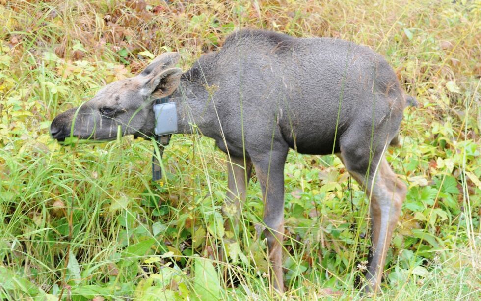 Skran­te­sy­ke, også kalt Chronic Wasting Disease (CWD), er en al­vor­lig og smitt­som syk­dom hos hjor­te­dyr.
ILLUSTRASJONSFOTO: STEIN TORGER SVALA