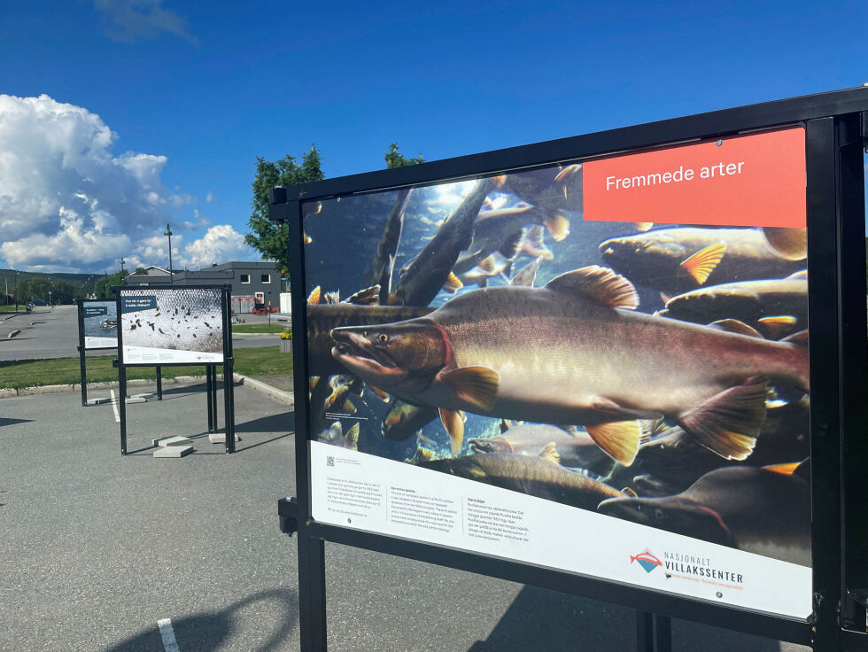 Tanalaksen er truet fra mange kanter, blant annet av pukkellaksen.
 Foto: Birgitte Wisur Olsen
