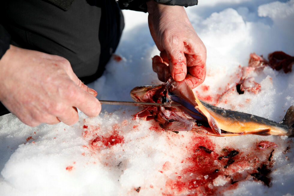Áslat Holmberg har lagt inn kollektivt krav til fiskerettigheter i sjø og fjellvann.
Kravet gjelder Tanafjorden og nære sjøområder samt innsjøer og utmark i nærheten av finskegrensa.
 Foto: June Helén Bjørnback
