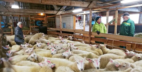 Vemodig farvel med sauene for Helga