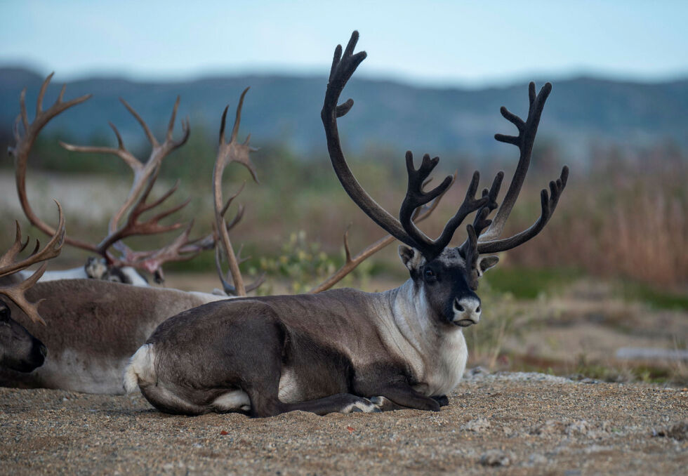 Regjeringen er ikke med på reindriftas krav om rovdyrfrie kalvingsområder.
 Foto: Irene Andersen