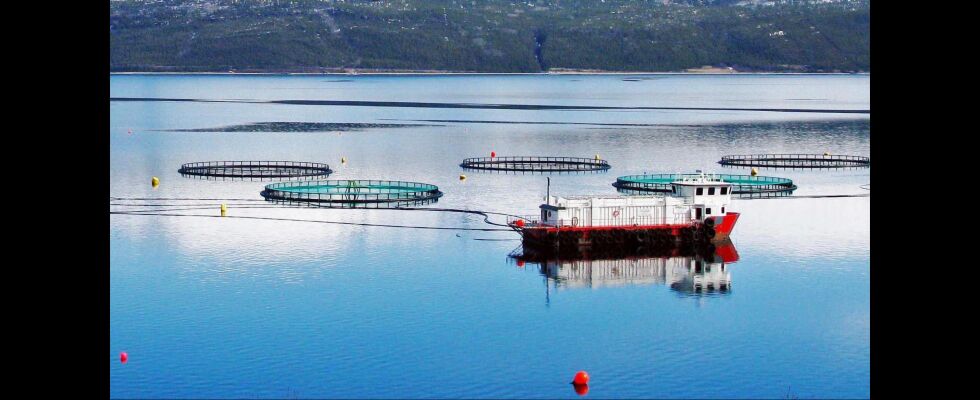 Veksten i marin verdiskaping gir grunnlag for økte satsninger på sjømatnæringen i Finnmark, heter det blant annet i strategidokumentet finnmarkspolitikerne skal behandle torsdag.
 Foto: Arkivfoto
