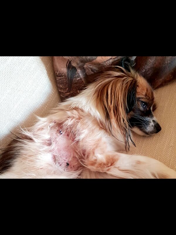 Hund måtte bøte med livet etter ørneangrep