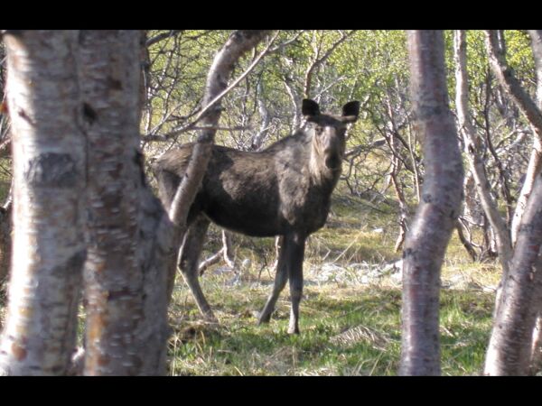 Jaktfelt i Øvre Anárjohka nasjonalpark en suksess