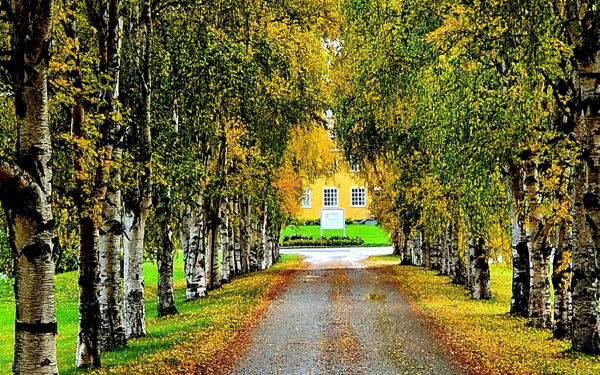 Høstvakkert i nydelig allé