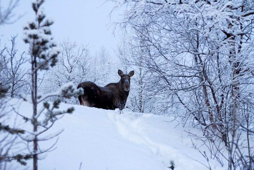 På grunn av store snemengder, trekker elgen ned til veiene. Illustrasjonsfoto: June Helén Bjørnback