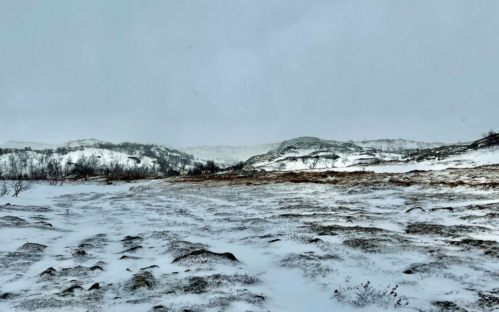 Området ved Karenhaugen har vært benyttet som beitested for reinsdyr i en ekstremt krevende sesong. Foto: Marit Holm Pettersen
 Foto: Marit Holm Pettersen