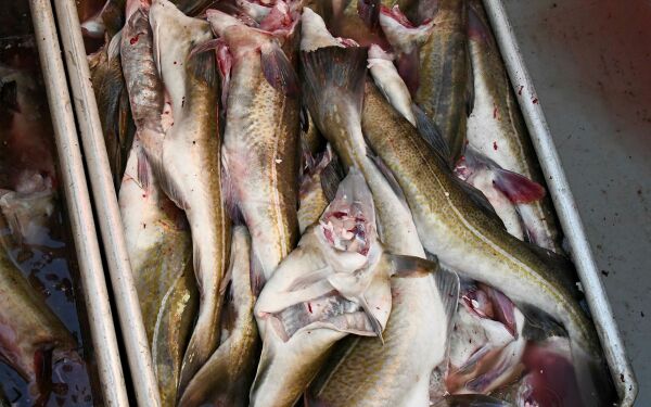 Betydlig økning i beslag av fisk