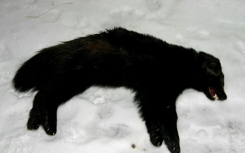 Miljødirektoratet har gitt tillatelse til skadefelling av seks jerv i Troms og Finnmark denne vinteren. Dette kommer i tillegg til det som er bestemt under lisensjakta.
FOTO: TORBJØRN ITTELIN