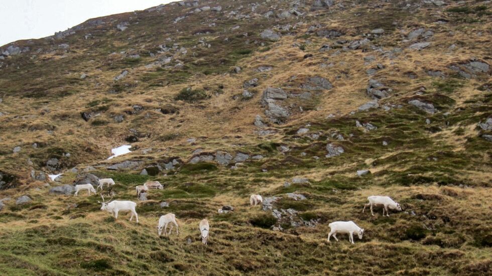 Forskrift om fredning av visse områder i Finnmark mot reinbeite er fra 2009, og gir mulighet for å frede et område mot reinbeite i en viss tid.
 Foto: Rita Heitmann