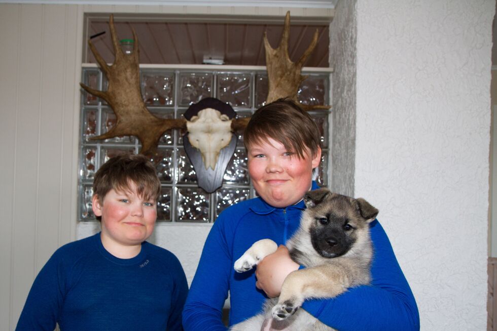 De kommende elgjegerne  Tor Nikolai (til venstre) og Tom Kristian Henriksen fra Varangerbotn i Nesseby skal være med foreldrene på elgjakt i Hana-feltet i Tana, med den nå åtte uker gamle elgvalpen «Suki». Faren, Tor Gunnar hadde søkt på feltet Suki, og guttene er glade for at de slipper å rope «Suki» i Suki.
 Foto: Privat