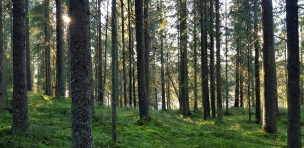 Vil ha mer skog
