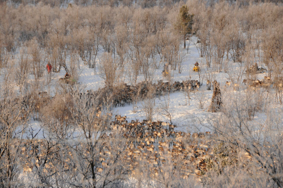 Reinbeitedistriktet gikk på en smell i retten da de fastsatte øvre reintall i strid med reindriftslovens krav om full enighet i slike saker.
 Foto: Stein Torger Svala